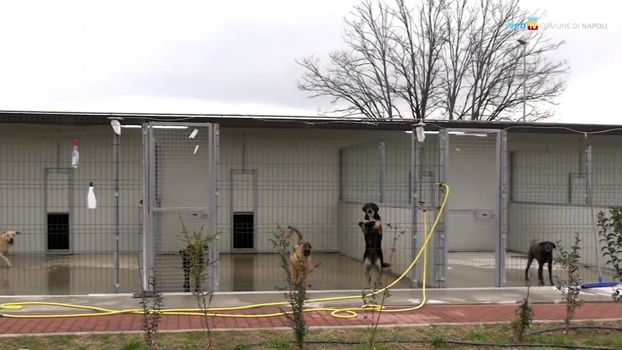 Iniziative di sensibilizzazione al possesso responsabile dei cani